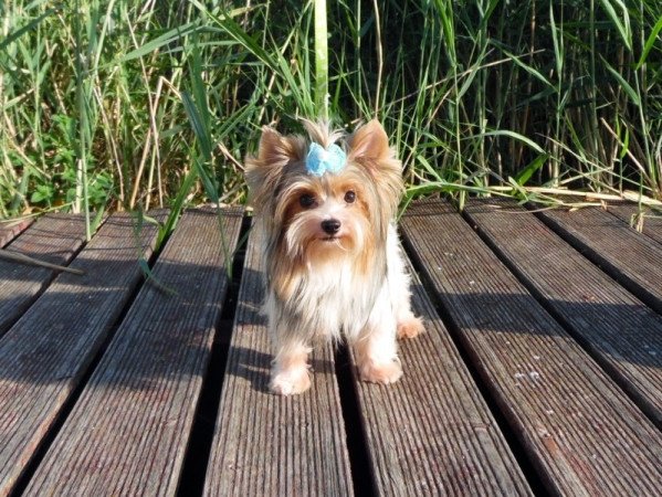 Biewer Yorkshire Terrier Yorki