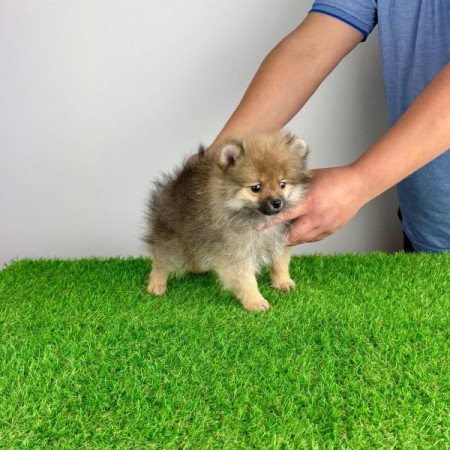 Pomerániai törpespitz