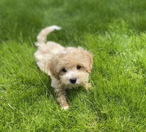 Maltipoo maltai selyem es toy uszkar