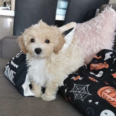 Maltipoo maltai selyem es toy uszkar