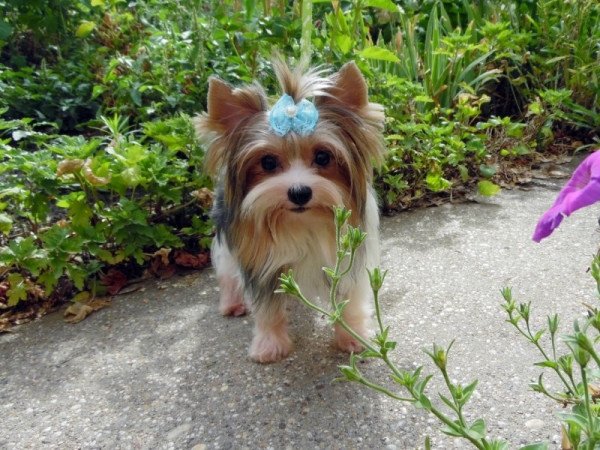 Biewer Yorkshire Terrier Yorki