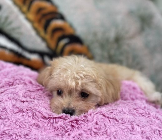 Maltipoo maltai selyem es toy uszkar