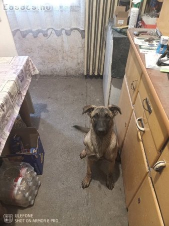 Hely hiány miatt eladó