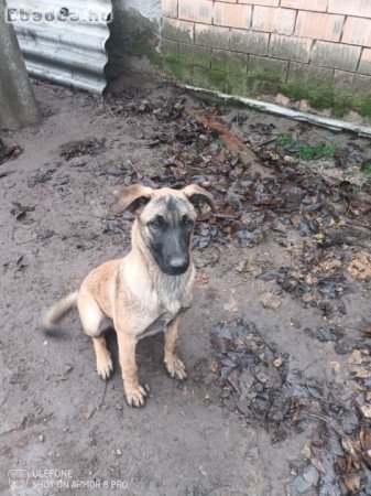 Hely hiány miatt eladó