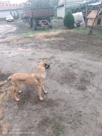 Hely hiány miatt eladó