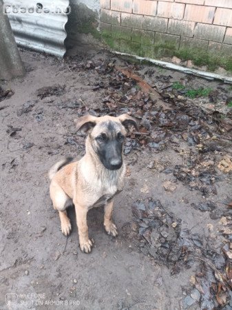 Hely hiány miatt eladó