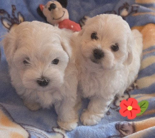 Bichon Havanese
