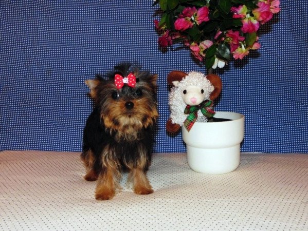 Yorkshire Terrier, Yorki