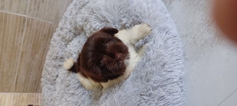 Bichon Havanese