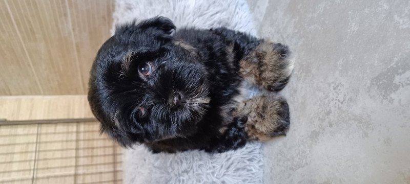 Bichon Havanese