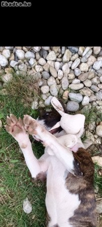 Törzskönyvezett standard angol bull terrier