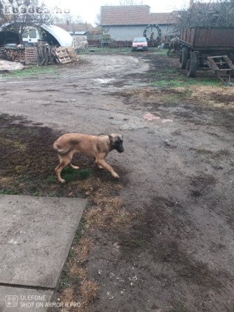 Hely hiánya miatt eladó