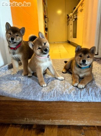 Shiba Inu