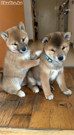 Shiba Inu