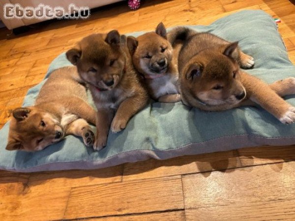 Shiba Inu