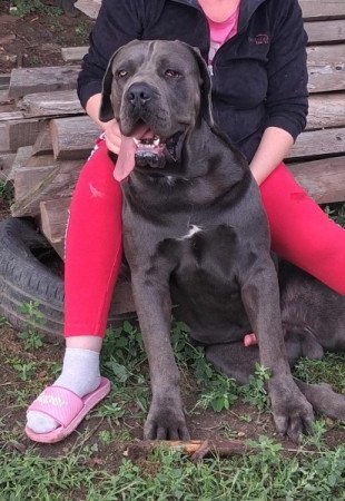 Cane Corso