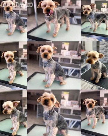 Fajtatiszta Yorkshire Terrier kiskutya kan
