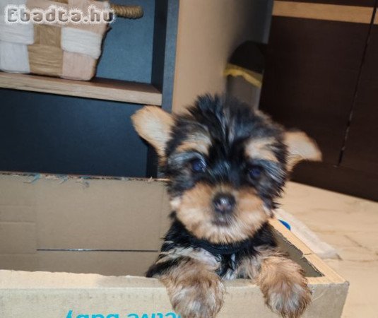 Fajtatiszta Yorkshire Terrier kiskutya kan