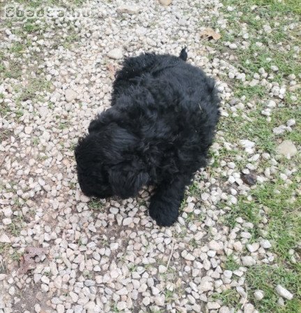 Fekete puli kan kölyök