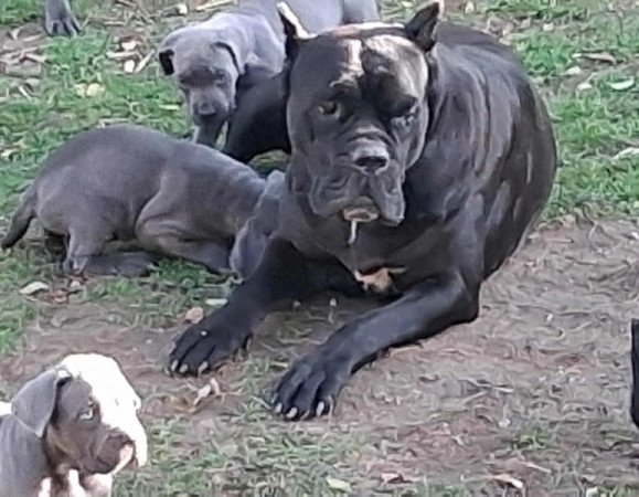 Cane Corso