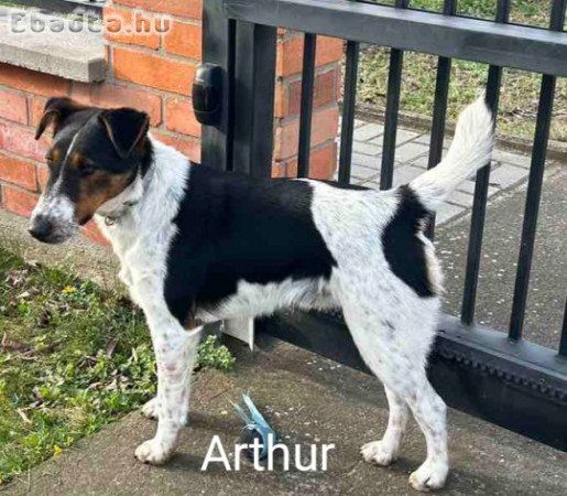 Törzskönyves foxterrier kan és tenyészszuka