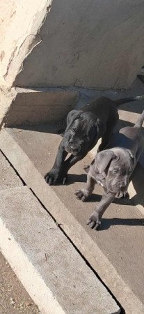 Cane Corso