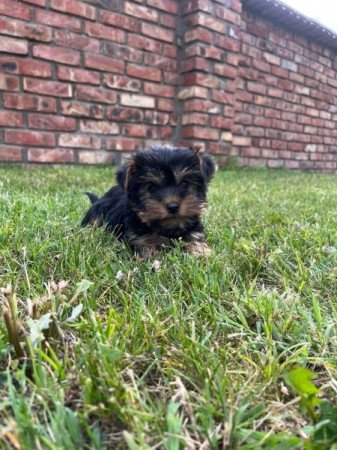 Yorkshire terrier