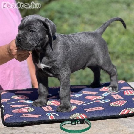 Nápolyi masztiff kölykök