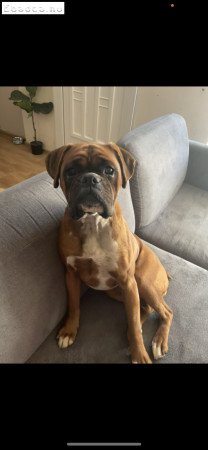 Boxer kutyus gazdit keres