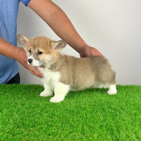 Pembroke Welsh Corgi