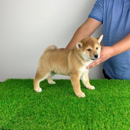Shiba Inu