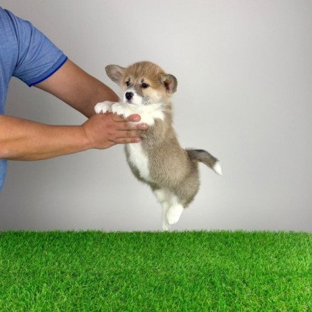 Pembroke Welsh Corgi