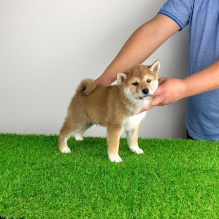 Shiba Inu