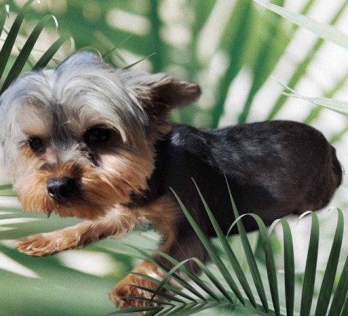 Yorkshire Terrier