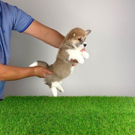 Pembroke Welsh Corgi