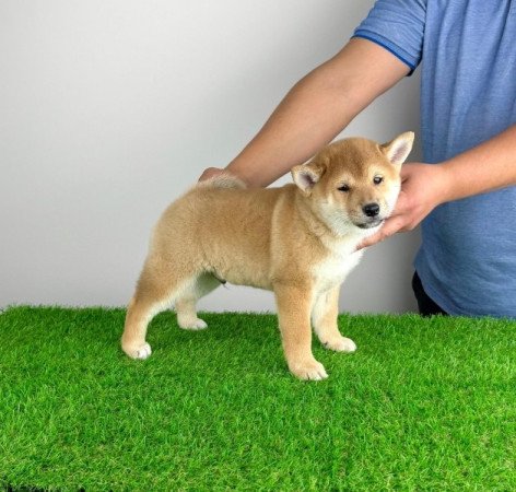 Shiba Inu