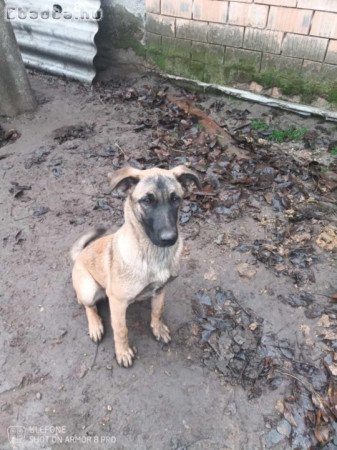 Helyhiány miatt eladó