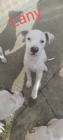 Staffordshire terrier