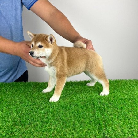 Shiba Inu