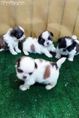 Shitzu kölykök örökbefogadásra