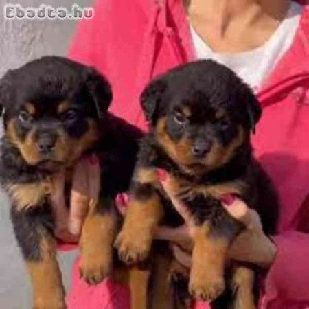 Rottweiler kölykök örökbefogadásra