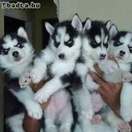 szibériai husky kölykök örökbefogadásra