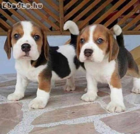 Beagle kölykök örökbefogadásra