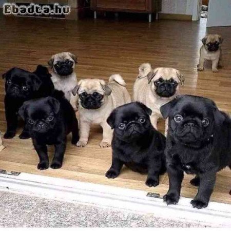 Barátságos mopsz kölykök örökbefogadásra