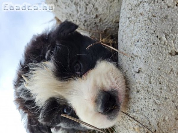 Border collie