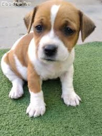 Jack Russell kölykök örökbefogadásra