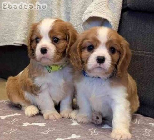 Cavalier King Charle kölykök örökbefogadásra
