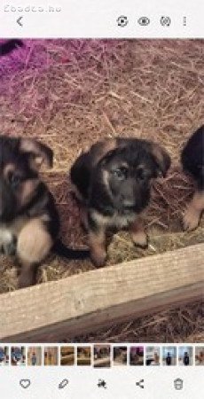 Németjuhász kiskutyák