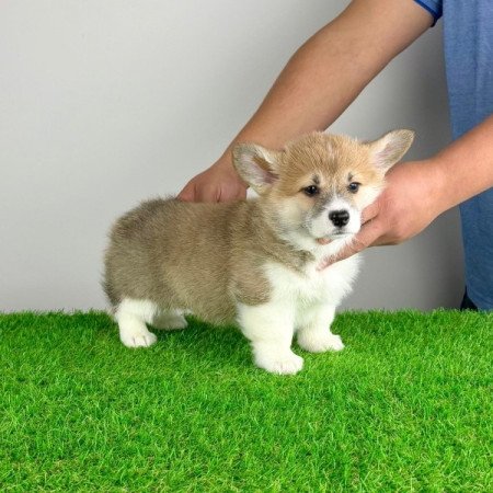 Pembroke Welsh Corgi