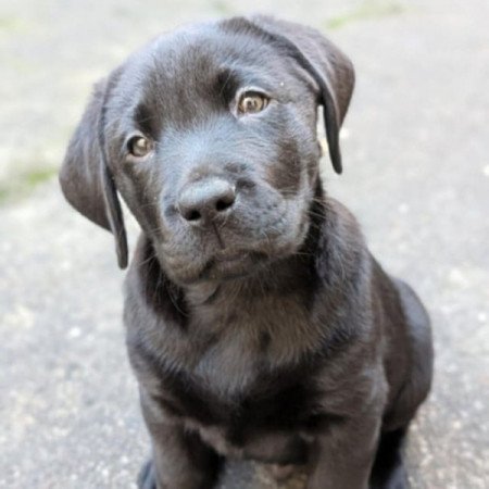 Labrador